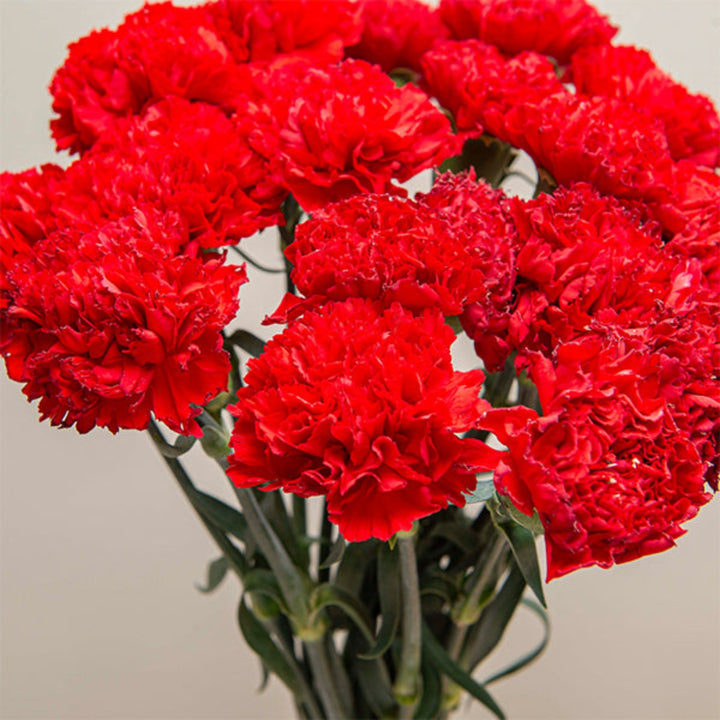 Red Carnations Don Pedro by SQ Flora Kenya with 19 stems, fresh and vibrant flowers arranged for display.