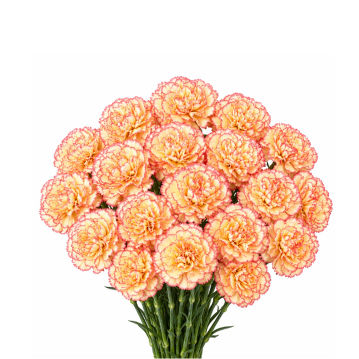 Bouquet of 19 Lorca carnations from SQ Flora Kenya with vibrant pink and red blooms arranged beautifully.