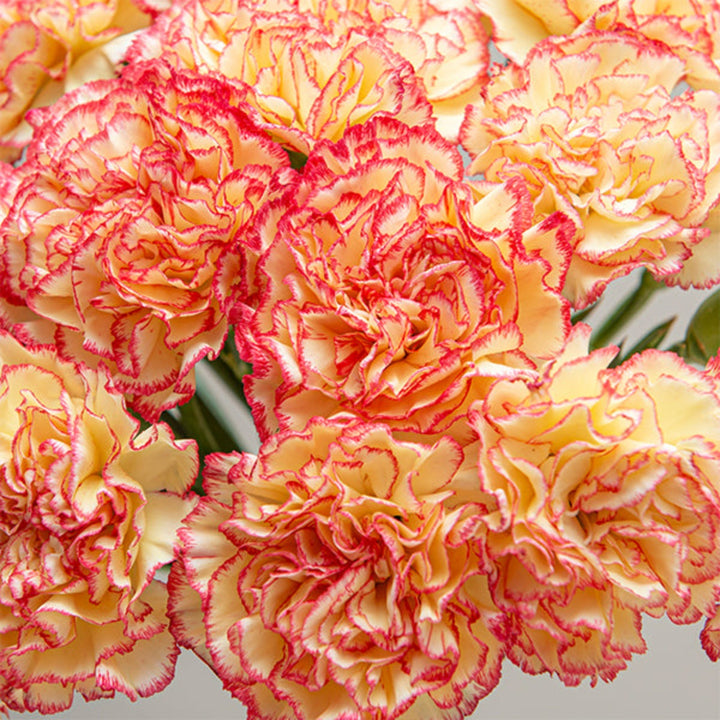 Bouquet of 19 vibrant Carnations Lorca flowers by SQ Flora Kenya, arranged in a natural display.