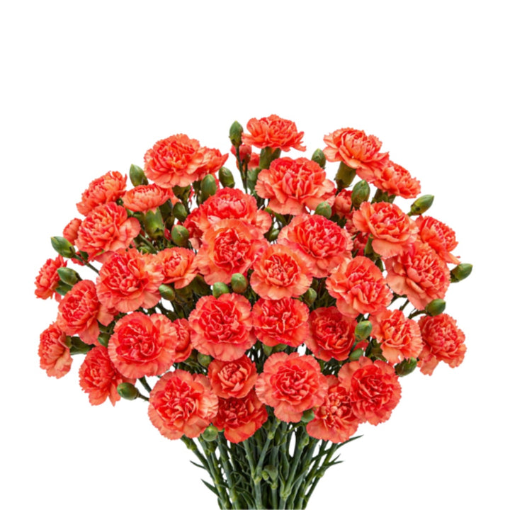 Bouquet of 10 Baby Amelia carnations from SQ Flora Kenya, showcasing vibrant pink flowers with green foliage.