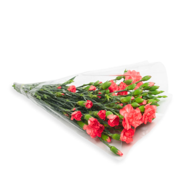 Bright pink Carnations from SQ Flora Kenya, Baby Amelia variety, 10 stems arranged in a bouquet for floral decoration.