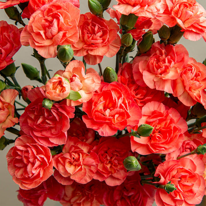 Bouquet of 10 pink Carnations Baby Amelia from SQ Flora Kenya, fresh flowers with vibrant blooms and green stems.