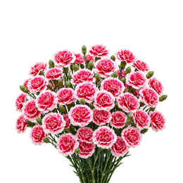 Carnations, Baby Cosmo Cherry, 10 Stems
