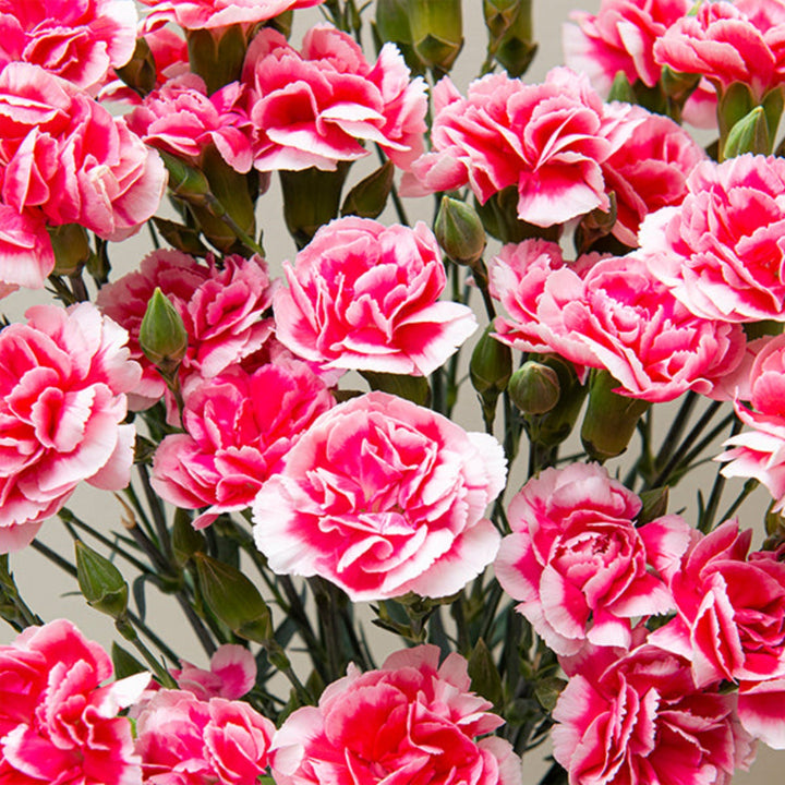 Fresh Carnations and Baby Cosmo Cherry flowers from SQ Flora Kenya, arranged in a bouquet with vibrant red blossoms.
