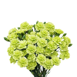 Carnations, Baby Parsley, 10 Stems
