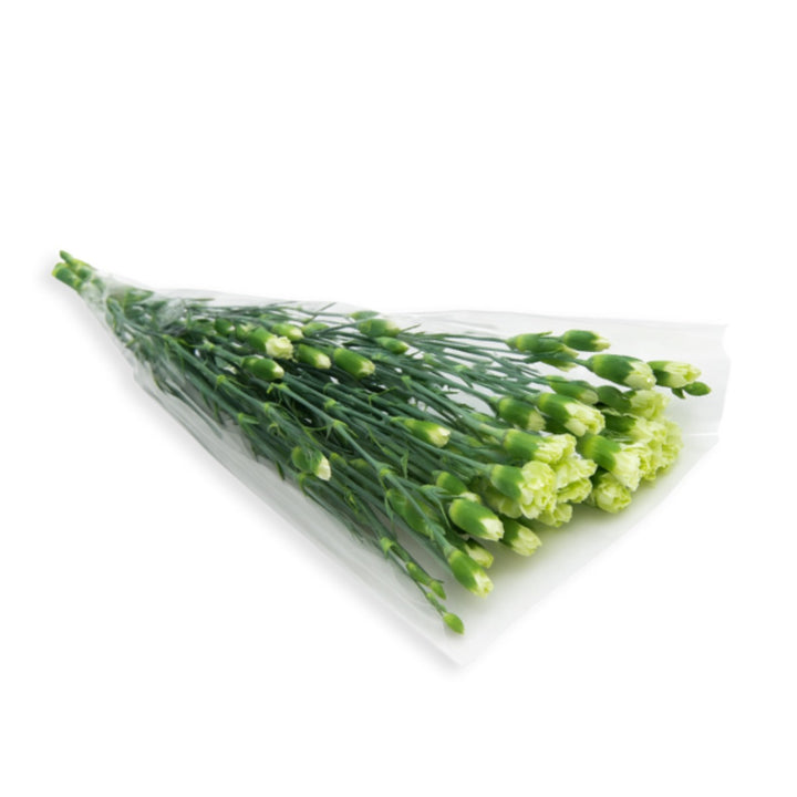 Bouquet of 10 vibrant carnations and baby parsley stems from SQ Flora Kenya, fresh flowers for decoration or gifting.
