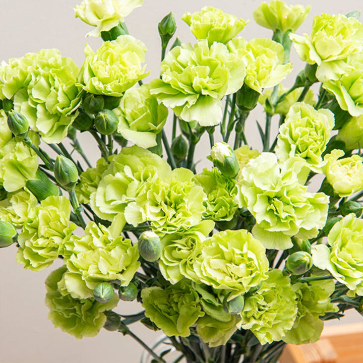 Bouquet of 10 Carnations and Baby Parsley stems from SQ Flora Kenya, fresh colorful flowers for decoration or gifting.