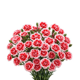 Carnations, Baby Swing, 10 Stems