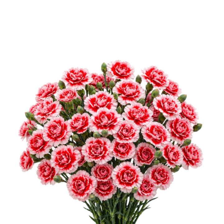 Bouquet of 10 pink carnations in a baby swing arrangement by SQ Flora Kenya, featuring fresh, vibrant flowers.