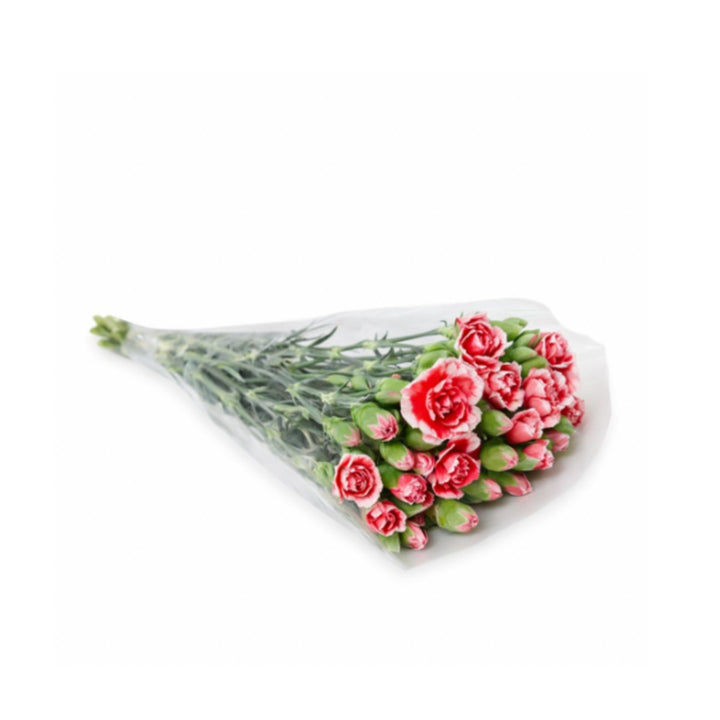 Bright pink carnations arranged in a bouquet, featuring 10 stems of fresh flowers from SQ Flora Kenya.