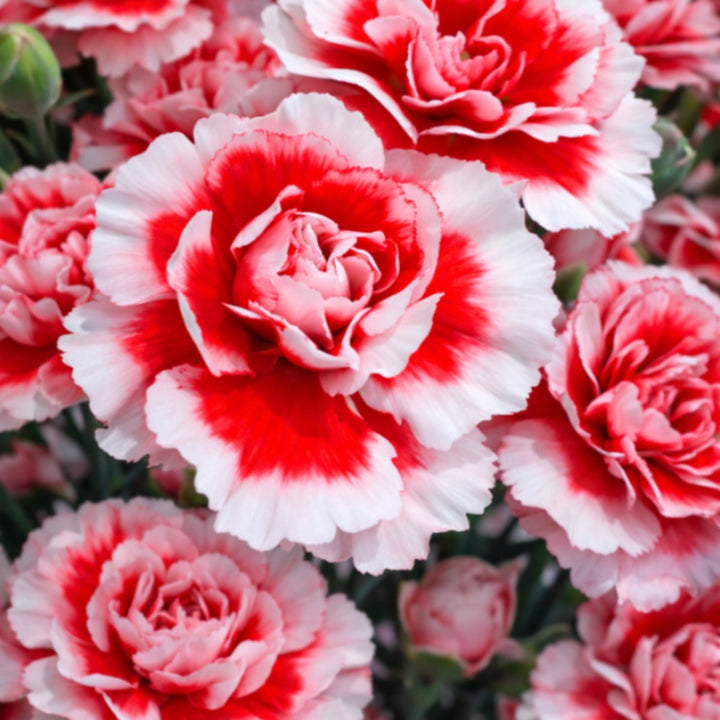 Bouquet of 10 pink carnations in a baby swing holder by SQ Flora Kenya, vibrant and fresh flower arrangement.