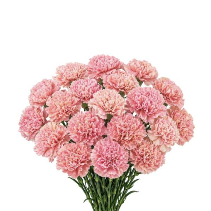 Bouquet of 19 pink Babylon carnations from Black Tulip, fresh flower stems arranged in a natural display.