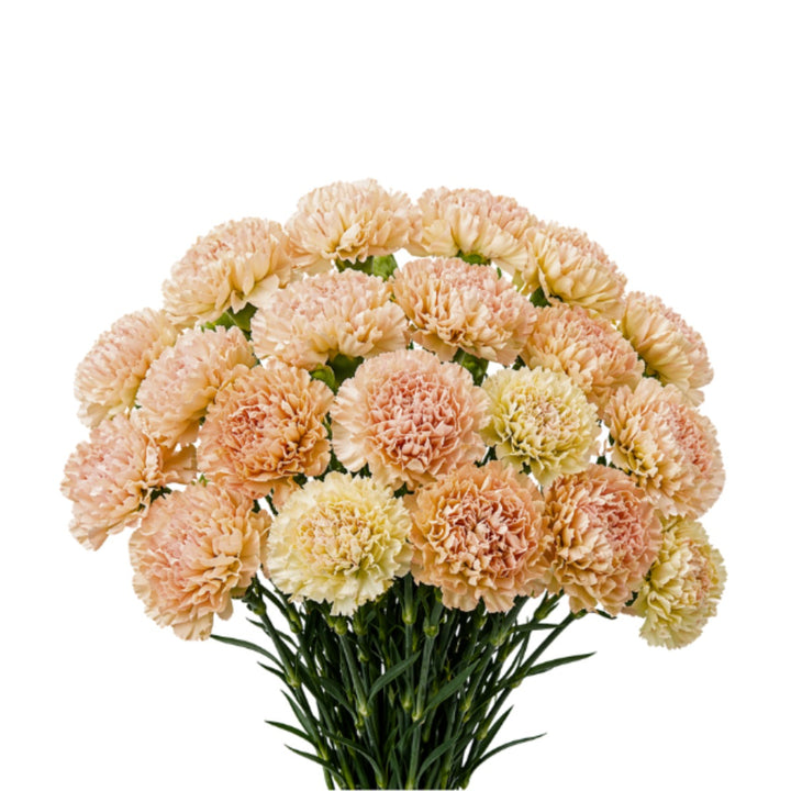 Bouquet of 19 brown Cappuccino Lege carnations by SQ Flora Kenya, arranged with lush green foliage.