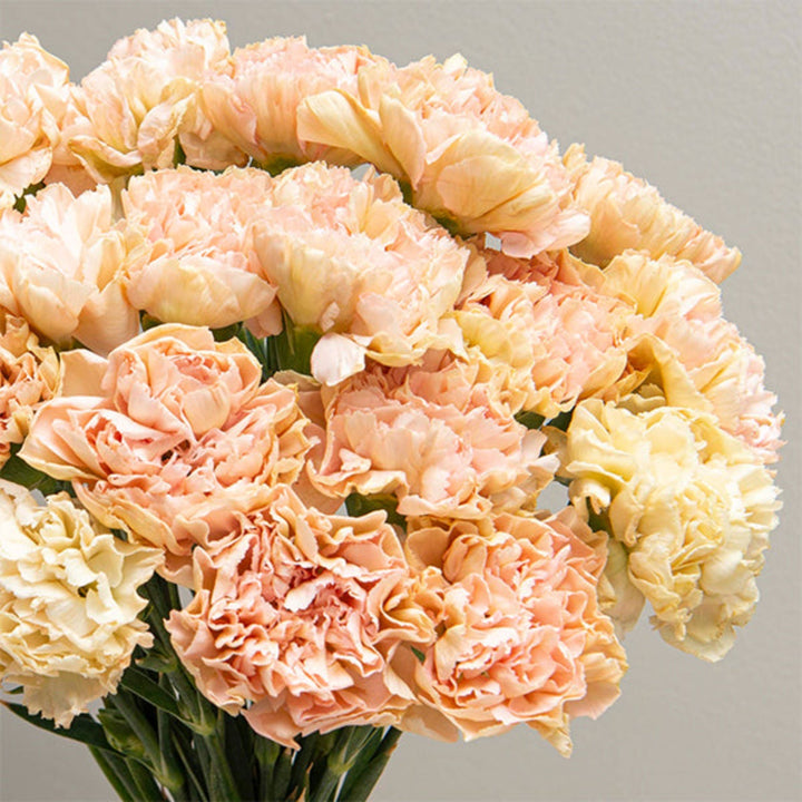 Bouquet of 19 cappuccino brown carnations from SQ Flora Kenya, fresh flower stems with lush petals.
