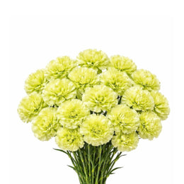 Carnations, Green Marty, 19 Stems