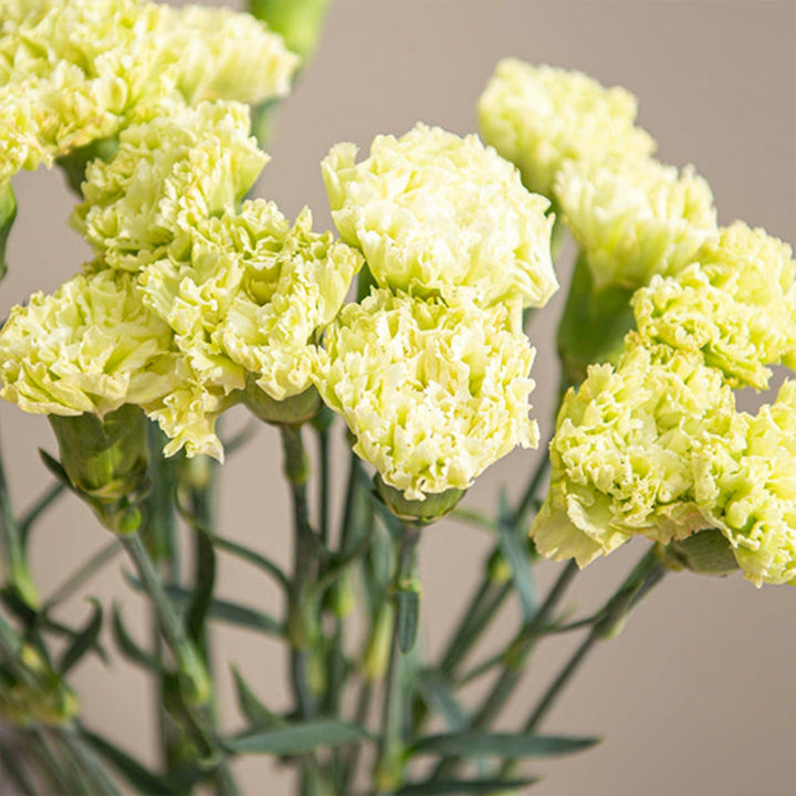 19 green carnations from SQ Flora Kenya arranged in a bouquet, showcasing vibrant green blooms and lush stems.