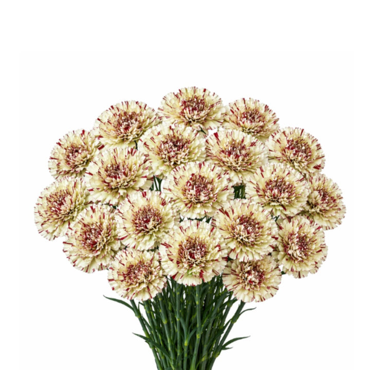 Bouquet of 19 Paoletto carnations from SQ Flora Kenya arranged in a natural cluster with green foliage.