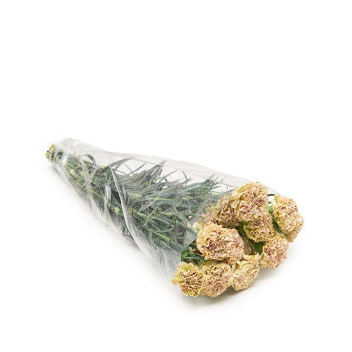 Bouquet of 19 pink carnations from Paoletto brand, arranged with green foliage, in a clear floral vase.