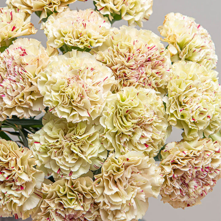 Bouquet of 19 pink Paoletto carnations from SQ Flora Kenya arranged in a clear vase.