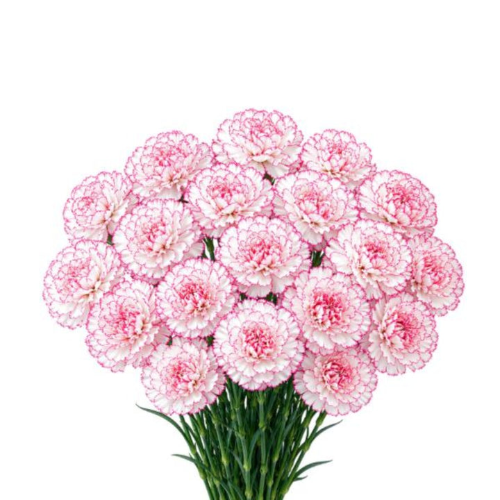 Pastel Damascus carnations from SQ Flora Kenya, 19 stems of vibrant pink and soft pastel flowers arranged in a bouquet.