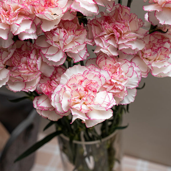 Pastel Damascus carnations from SQ Flora Kenya with 19 stems, showing soft-colored flowers arranged in a bouquet.