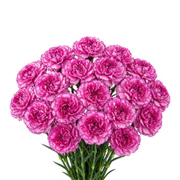 Carnations, Royal Damascus, 20 Stems