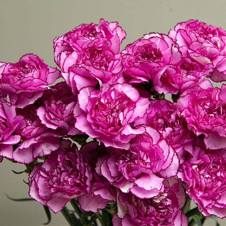 Close-up of 20 vibrant Royal Damascus carnations from SQ Flora Kenya, showcasing colorful, fresh flower stems.
