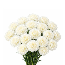 Carnations, Snow Storm 19 Stems