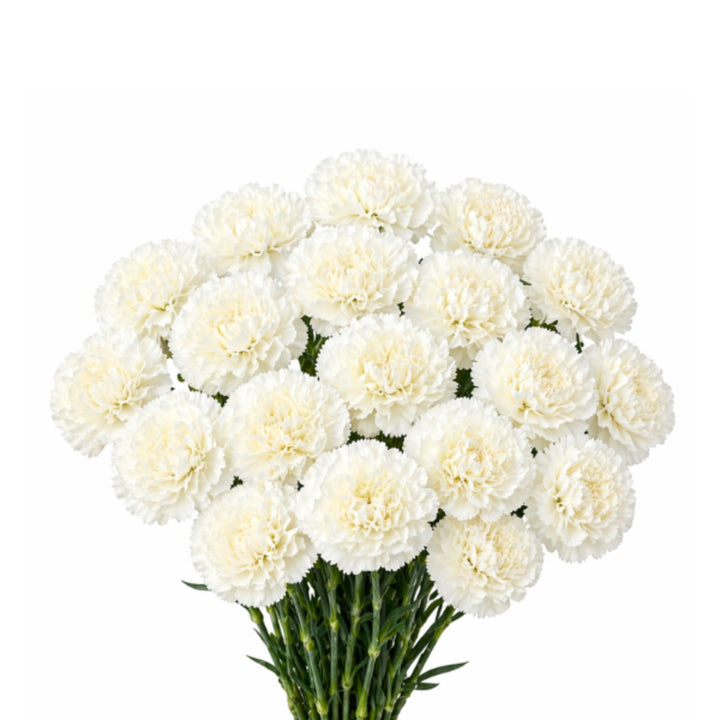 19 stems of Snow Storm carnations from SQ Flora Kenya, showing vibrant white and green floral blooms on fresh flower stems.