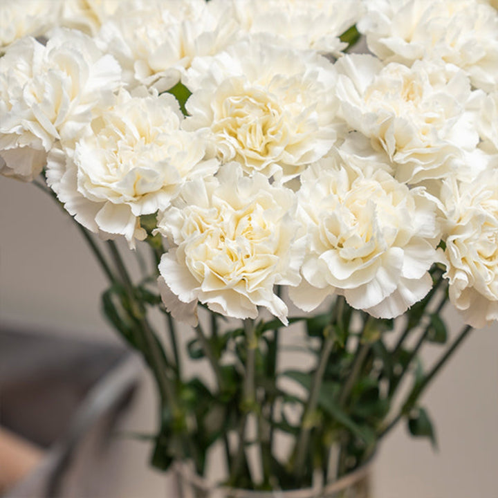 Bouquet of 19 Snow Storm carnations from SQ Flora Kenya, fresh white and pink flowers arranged in a floral display.
