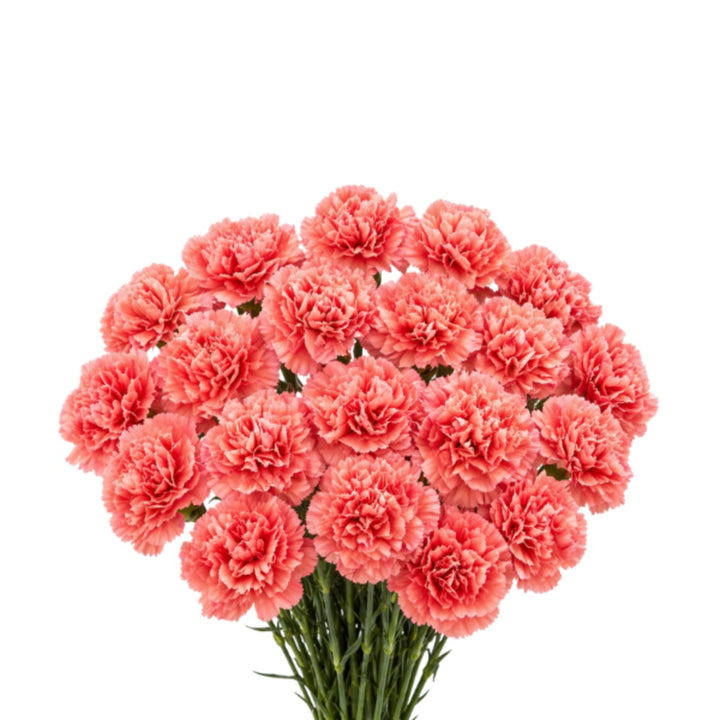 Bouquet of 19 fresh carnation flowers in tamarind color from SQ Flora Kenya arranged in a clear vase.