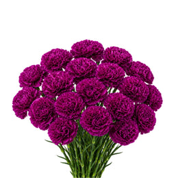 Carnations, Yukari Violet, 19 Stems