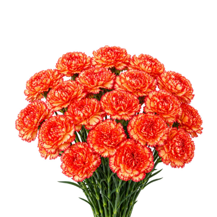 Bouquet of 19 fresh pink carnations from SQ Flora Kenya, arranged in a clear glass vase.