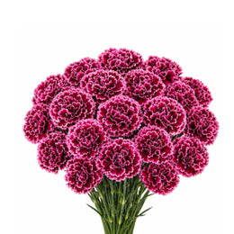 Carnations, Nobbio Burgundy, 19 Stems