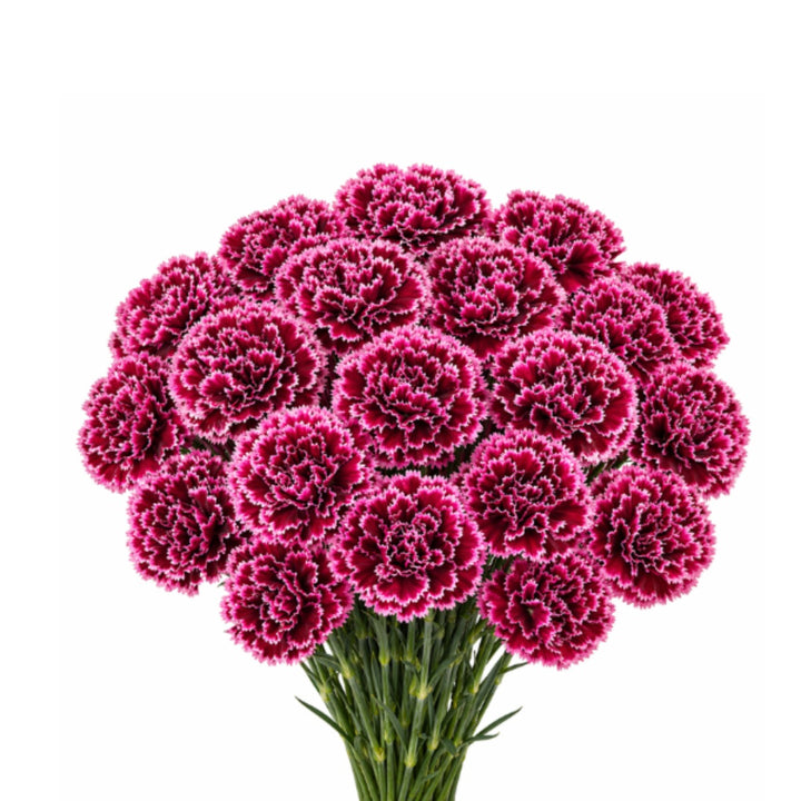 Bouquet of 19 Nobbio Burgundy carnations from SQ Flora Kenya, fresh flowers with deep burgundy petals, arranged in a natural display.