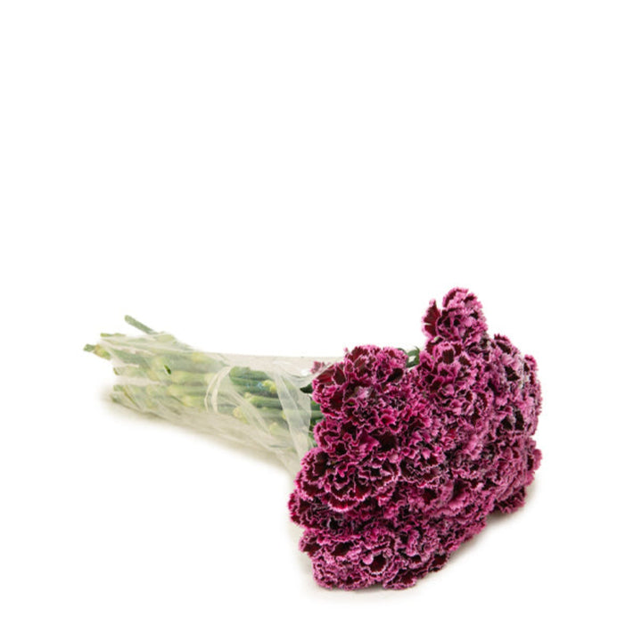 Bouquet of 19 Nobbio Burgundy carnations from SQ Flora Kenya, showcasing deep red flowers in a natural arrangement.