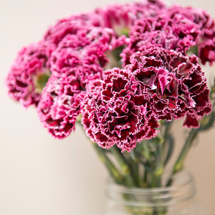 Bouquet of 19 Nobbio Burgundy carnations from SQ Flora Kenya, fresh flower stems arranged beautifully.