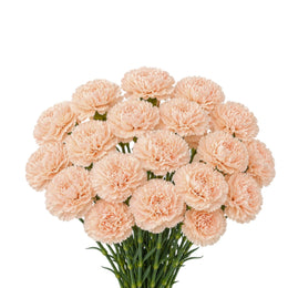 Carnations, Novia, 19 Stems