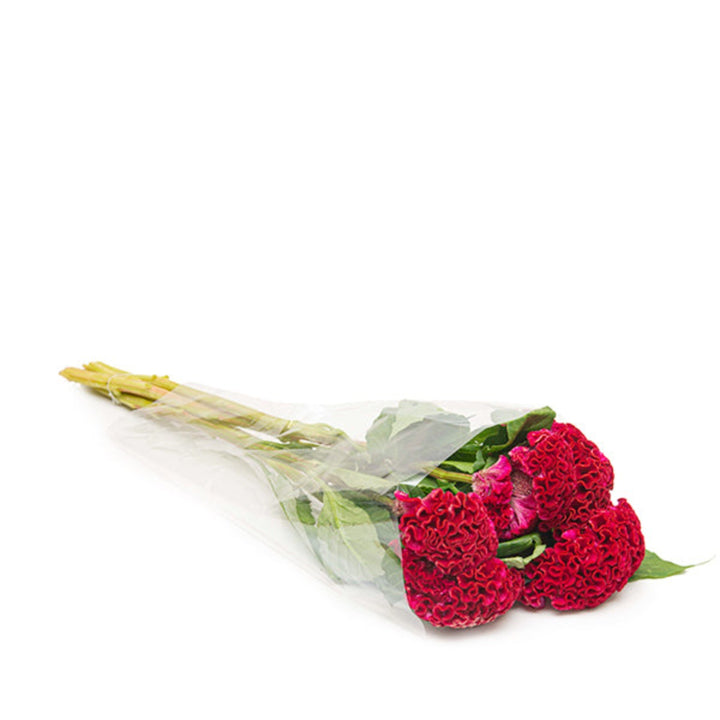 Bright red Celosia Amaranth Act Dara flower stems from Fresh Flower Holland in a natural arrangement, showcasing vibrant, textured blooms.