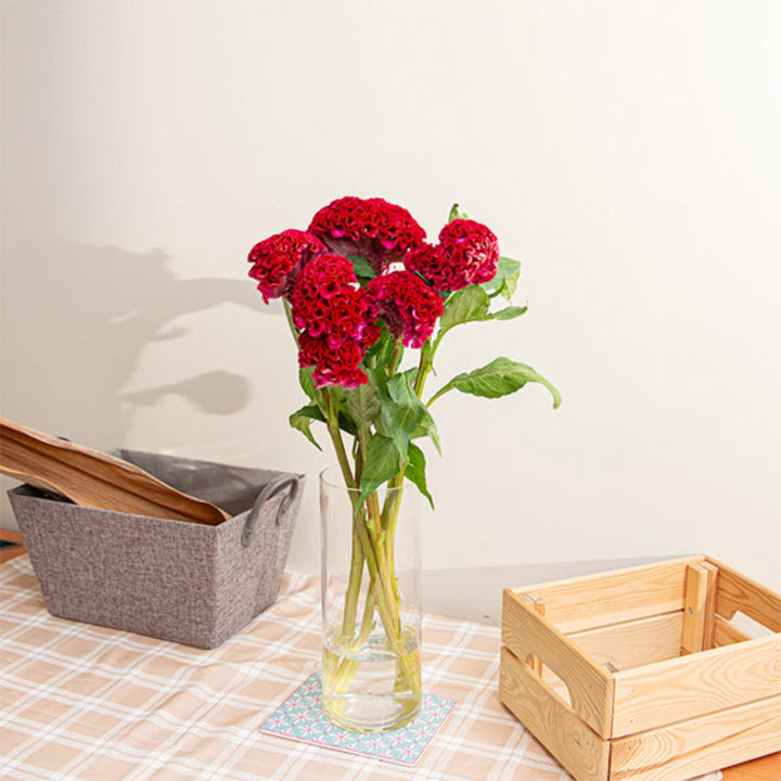 Fresh Flower Holland Celosia Amaranth Act Dara Red flower stems, vibrant red blooms on five stems, ideal for floral arrangements.