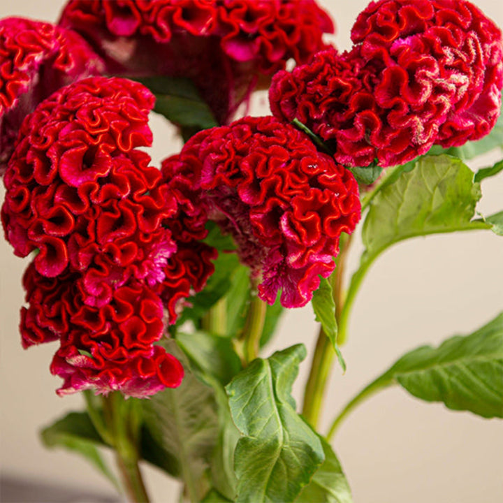 Bright red Celosia Amaranth Act Dara flower stems from Fresh Flower Holland arranged in a bouquet.