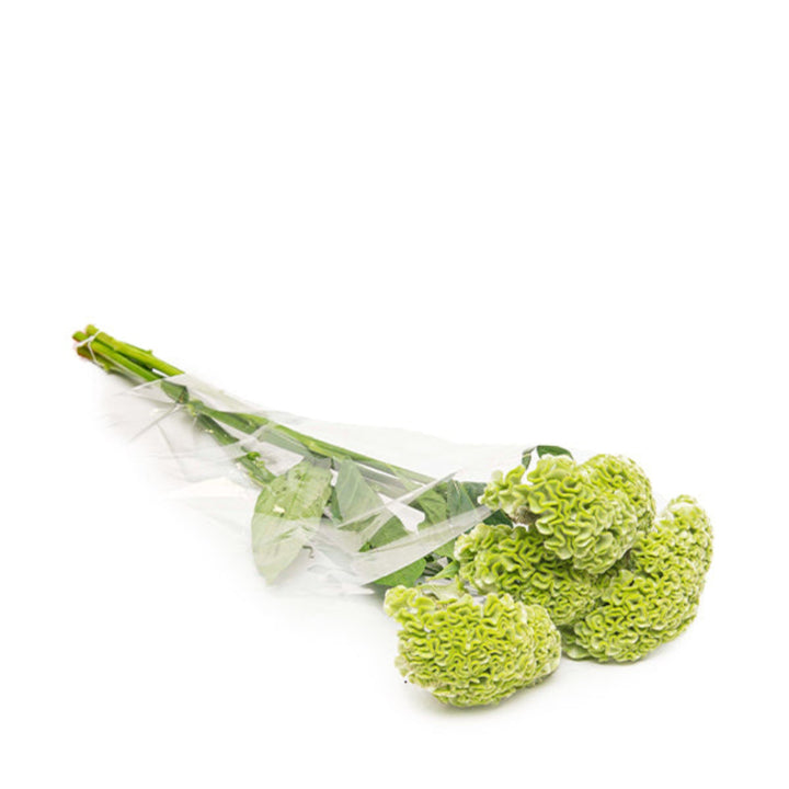 Fresh Flower Holland Celosia Green flower stems, 5 stems of vibrant, lush green blooms for floral arrangements.