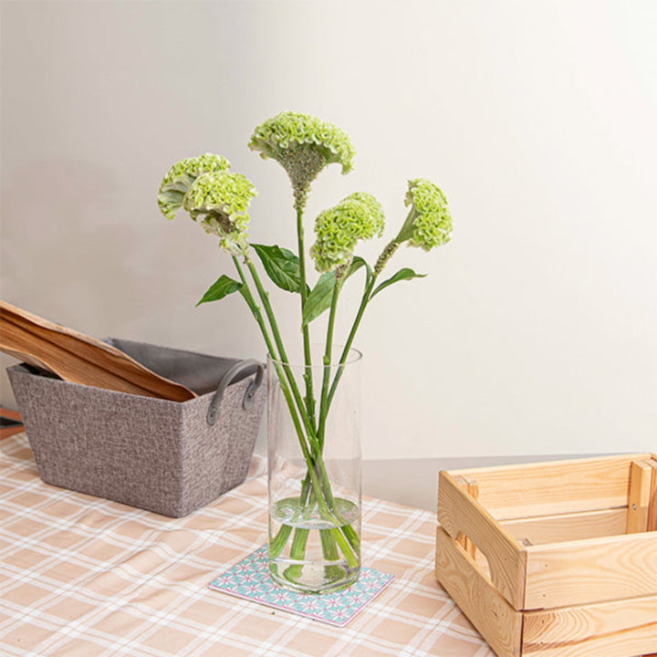 Fresh Flower Holland Celosia Green flower stems, five vibrant, lush stems with feathery blooms for floral arrangements.