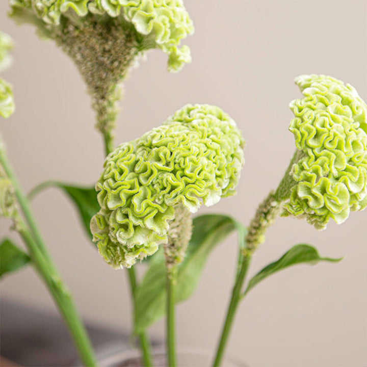 Fresh Flower Holland Celosia Green flower stems, 5 stems, vibrant green, shown in a natural arrangement on a white background.