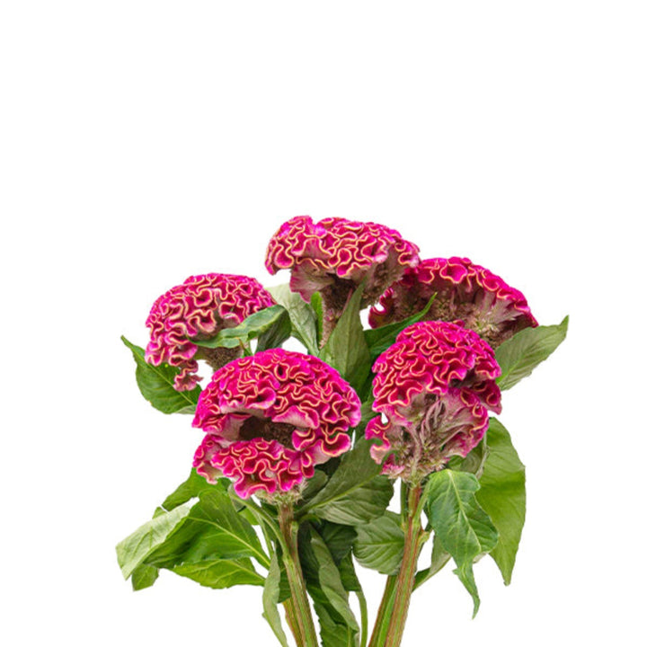 Bright pink Celosia hot pink flower stems from Fresh Flower Holland, showcasing vibrant, feathery blooms in a natural arrangement.