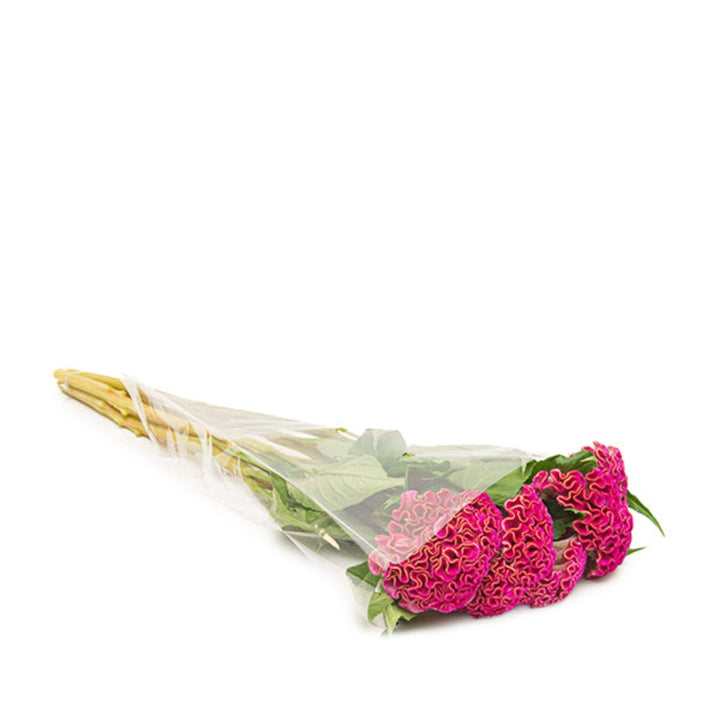 Bright pink Celosia hot pink flower stems from Fresh Flower Holland, showing vibrant, lush blooms and green foliage.