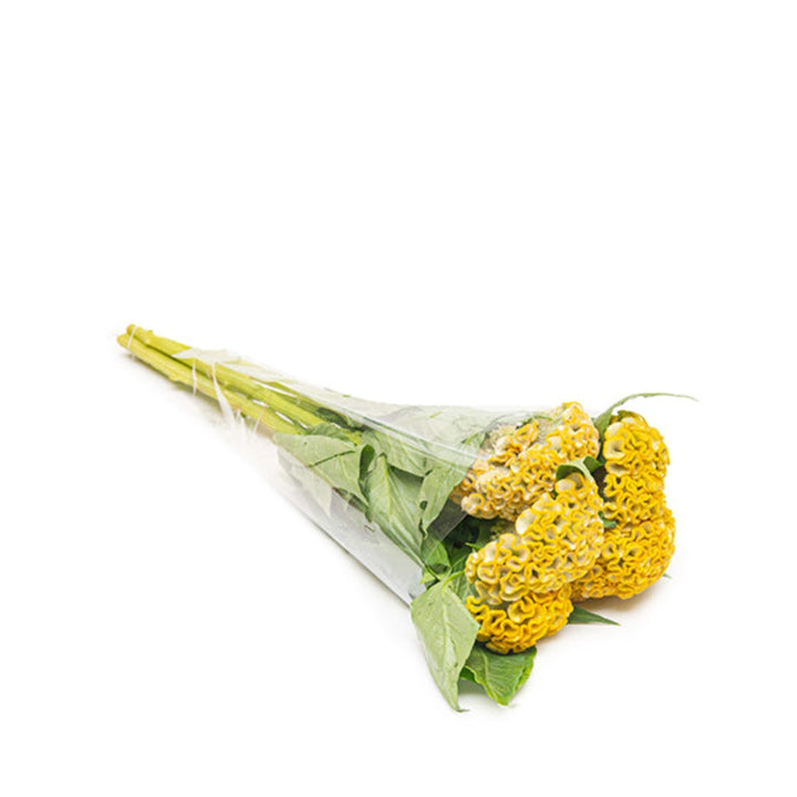 Bright yellow Celosia flowers from Fresh Flower Holland, showcasing five vibrant, feathery flower stems on a neutral background.