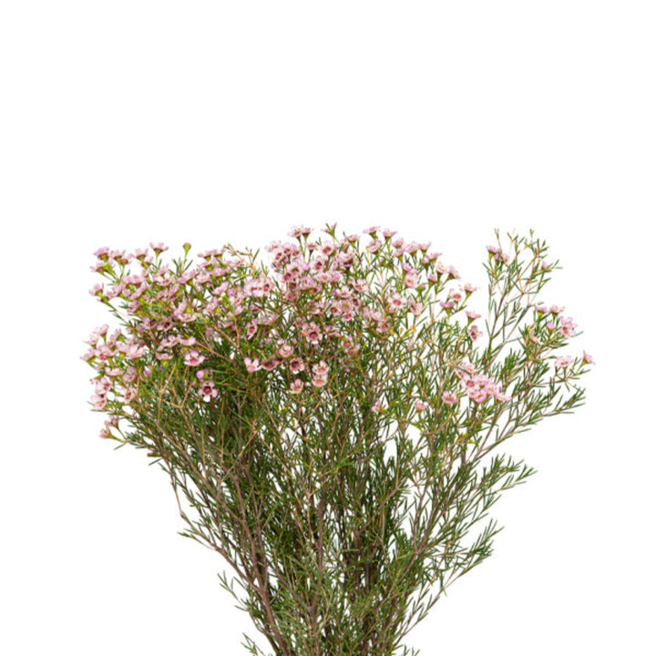 Pink waxflower stems from Fresh Flower Holland, showcasing delicate blooms and lush green foliage, arranged in a natural bouquet.