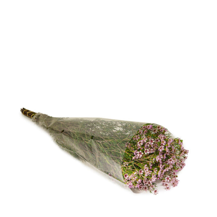 Pink waxflower stems from Fresh Flower Holland, showcasing delicate blossoms and green foliage in a natural floral arrangement.