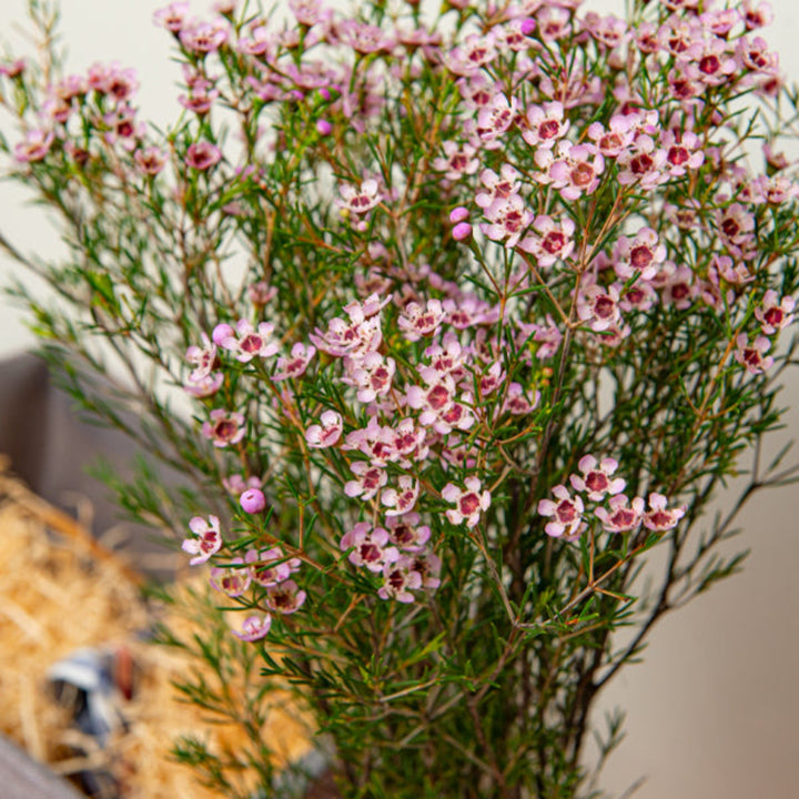 Pink waxflower stems from Fresh Flower Holland, featuring 10 stems of vibrant Chamelaucium flowers for floral arrangements.
